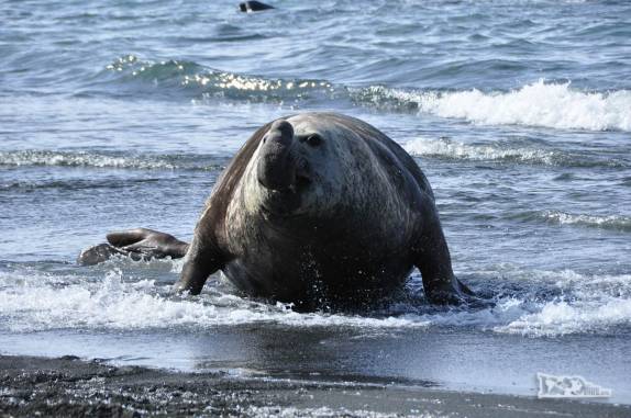 Após afujentar rival, elefante-marinho volta vitorioso ao seu harém em praia de Gold Harbour, na Geórgia do Sul